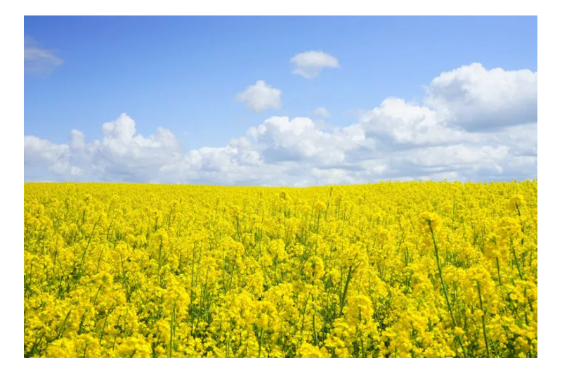La primavera, las emociones altera