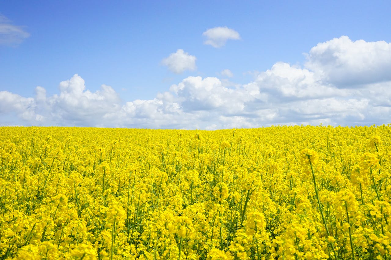 La primavera, las emociones altera