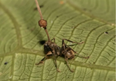 El Reino de los Hongos y la Mente Zombie