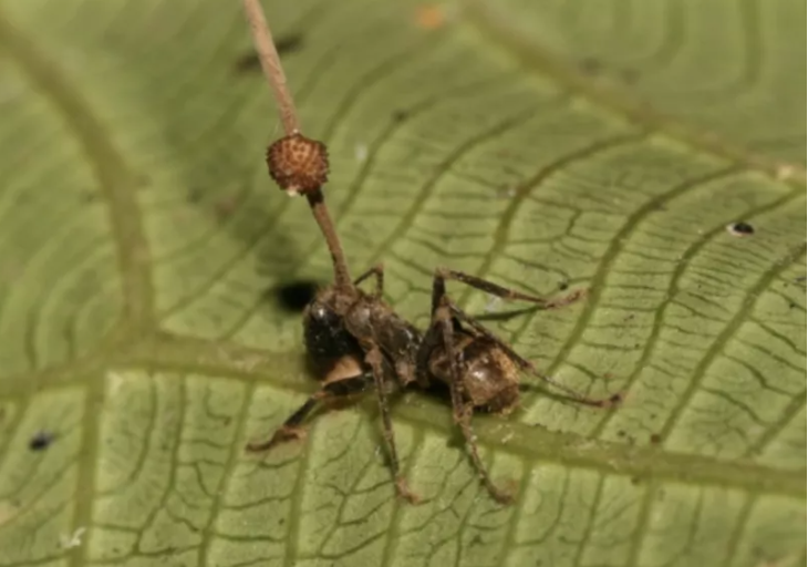 El Reino de los Hongos y la Mente Zombie