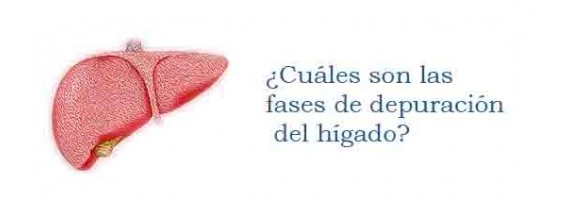 ¿Cuáles son las fases de depuración del hígado?